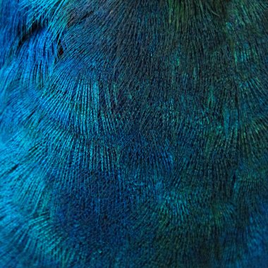 Blau
